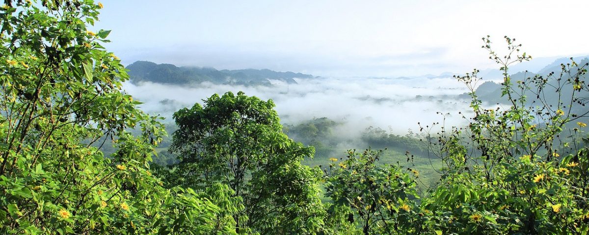 Amazonie diminution déforestation