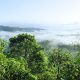 Amazonie diminution déforestation